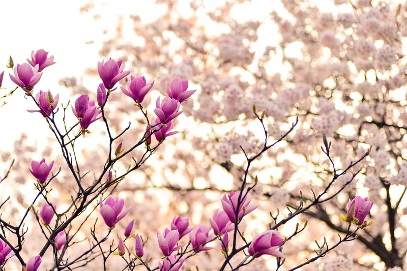 Secret Arboretums