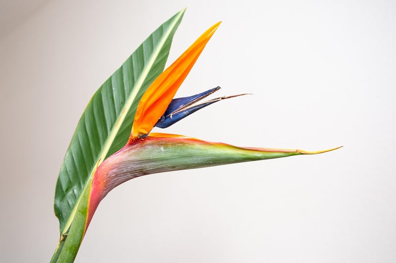 Bird of Paradise Flower